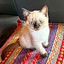Alyx participe au concours pour gagner de l'argent avec cette photo : kitten, cat, siamese, blue_eyes, pet, animal, feline, cute, indoor, blanket, colorful, pattern, fur, whiskers, ears, tail, sitting, young, domestic, curious