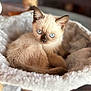 Alyx participe au concours pour gagner de l'argent avec cette photo : kitten, cat, siamese_cat, blue_eyes, fluffy, pet, animal, cute, cozy, bed, soft, furry, resting, indoor, closeup, portrait, young_cat, whiskers, curious, sleepy