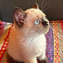 kitten, cat, siamese, blue_eyes, fur, whiskers, curious, sitting, colorful_blanket, patterned_blanket, indoor, pet, animal, young, closeup, portrait, cute, soft_light, feline, cozy