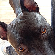 Lana a rejoint le concours — aidez-le/la à gagner de superbes lots ! animal, black_dog, casual, close_up, companion, curious, dog, domestic_animal, ears, eyes, friendly, fur, indoor, legs, pants, person, pet, portrait, sneakers, wooden_floor