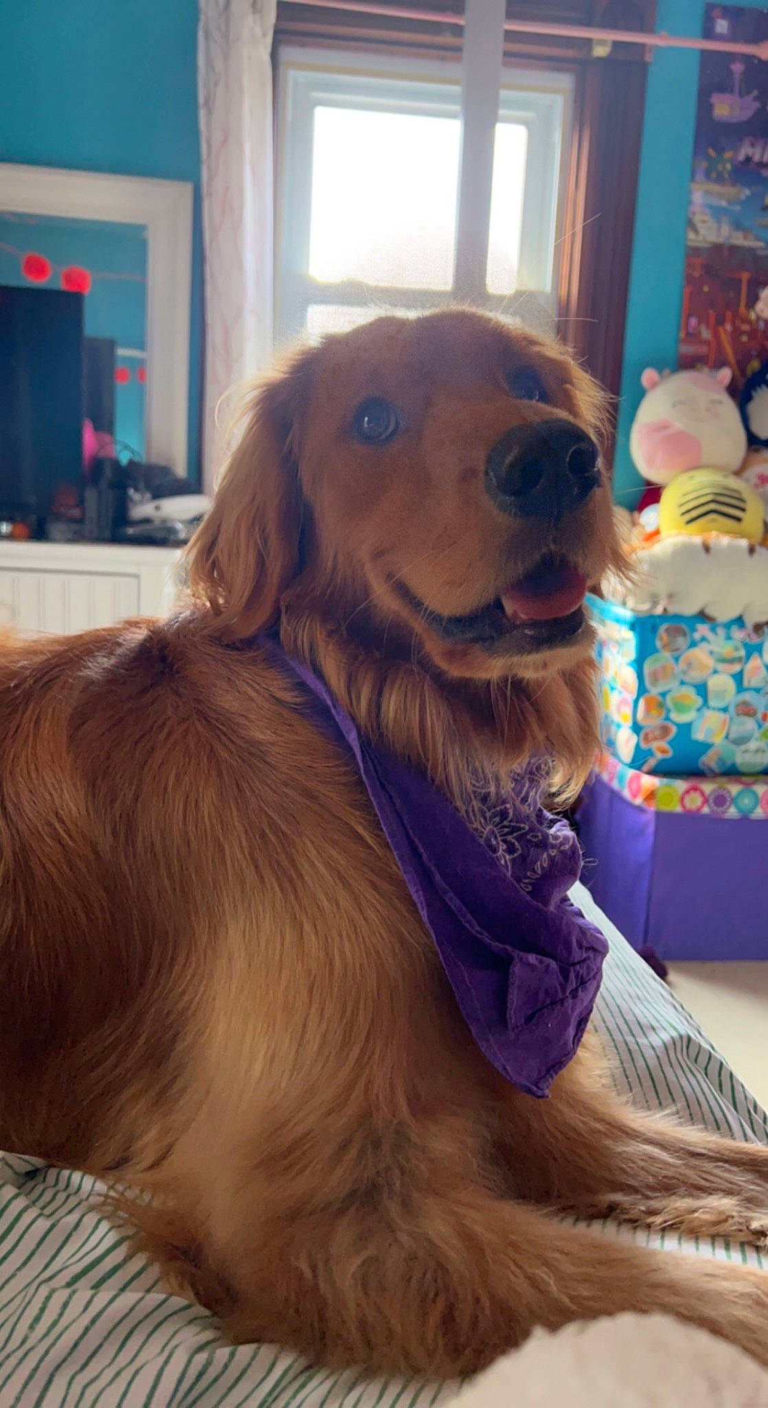 Buttercup joined the competition — help win amazing prizes! bag, canidae, carnivore, cocker_spaniel, companion_dog, dog, dog_breed, fawn, flooring, fur, gun_dog, liver, luggage_and_bags, retriever, smile, snout, spaniel, sporting_group, whiskers, working_animal