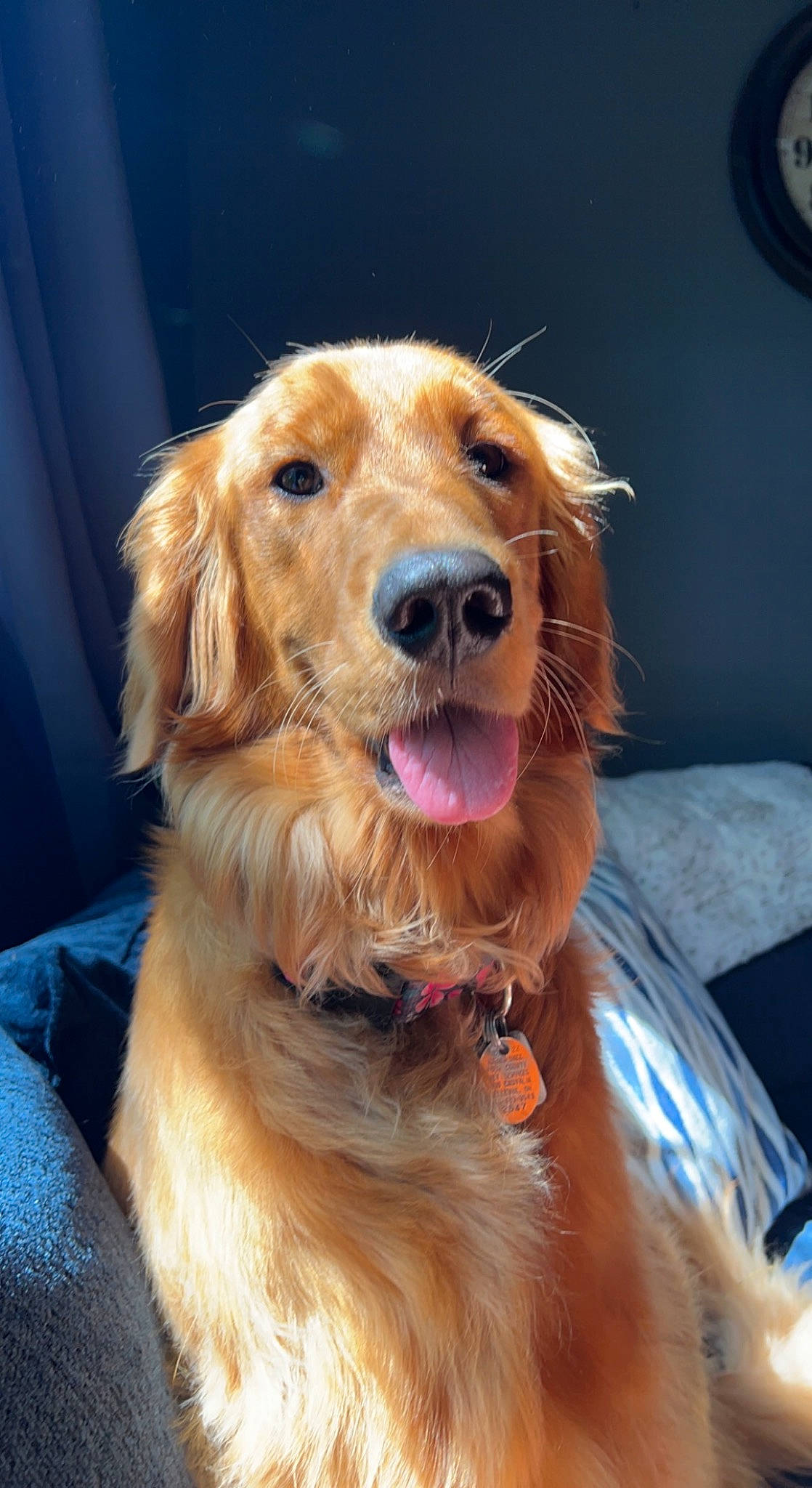 Buttercup is registered to the contest to win money with this photo: canidae, carnivore, clock, collar, companion_dog, dog, dog_breed, dog_collar, fawn, fur, gun_dog, pet_supply, retriever, snout, sporting_group, whiskers, working_dog