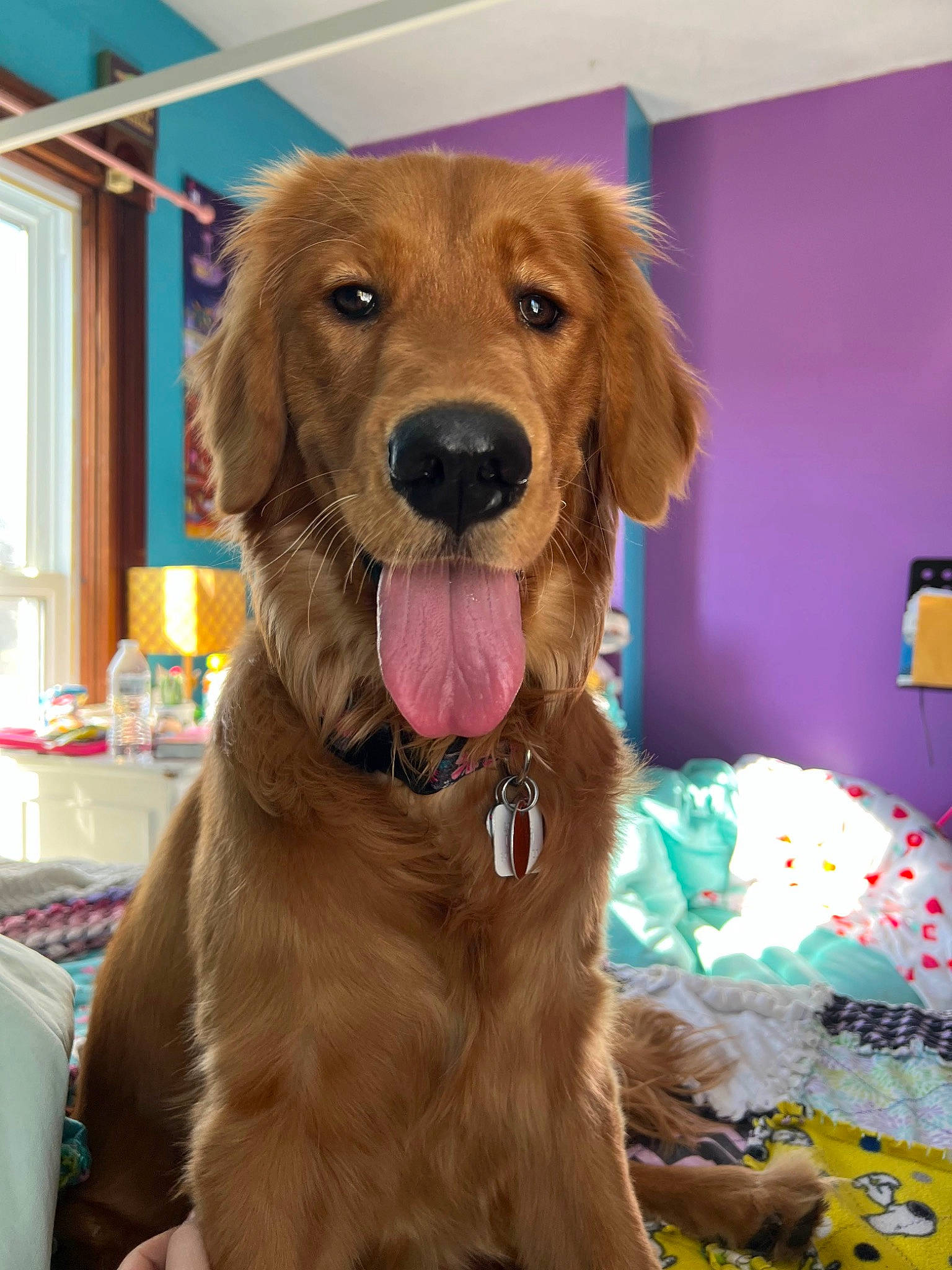 Buttercup joined the competition — help win amazing prizes! canidae, carnivore, collar, companion_dog, dog, dog_breed, dog_collar, fawn, fur, gun_dog, hat, liver, personal_protective_equipment, pet_supply, retriever, snout, sporting_group, whiskers, window, working_animal