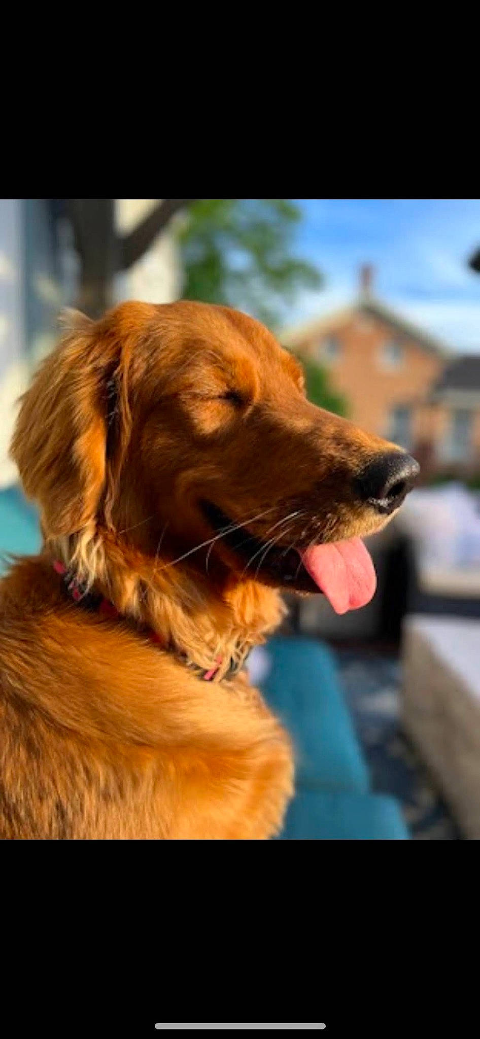 Buttercup joined the competition — help win amazing prizes! canidae, carnivore, collar, companion_dog, dog, dog_breed, dog_collar, fawn, fur, gun_dog, liver, retriever, sporting_group, tints_and_shades, tree, whiskers, working_animal, working_dog