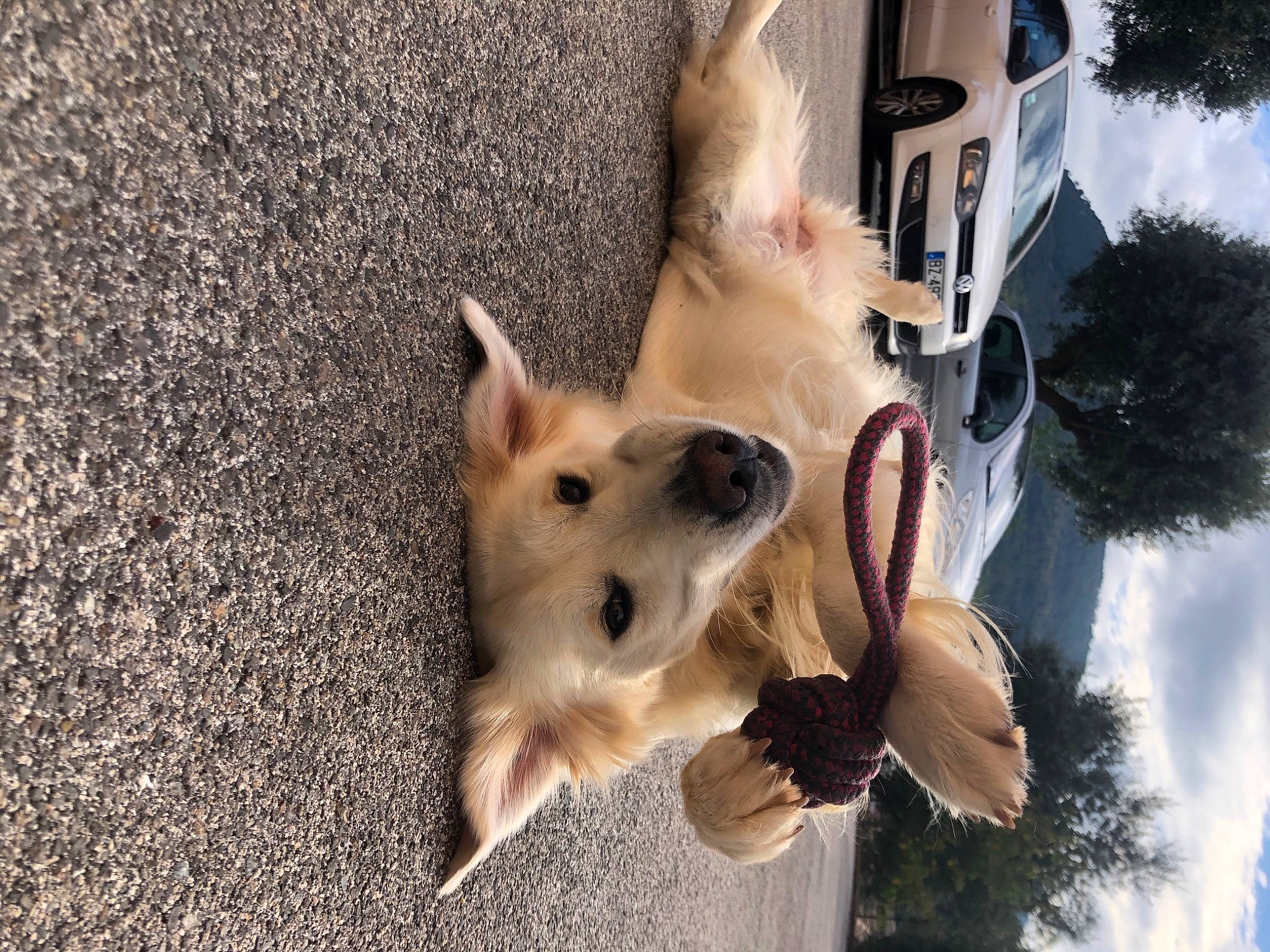 Olympe participe au concours pour gagner de l'argent avec cette photo : canidae, carnivore, cloud, collar, companion_dog, dog, dog_breed, dog_supply, fawn, fur, german_shepherd_dog, happy, plant, recreation, sky, snout, sporting_group, tree, water, working_animal