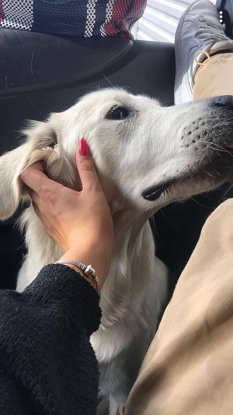 Olympe a rejoint le concours — aidez-le/la à gagner de superbes lots ! borzoi, canidae, carnivore, collar, companion_dog, dog, dog_breed, ear, fur, giant_dog_breed, happy, jaw, mammal, saluki, sighthound, silken_windhound, snout, sporting_group, whiskers, working_animal