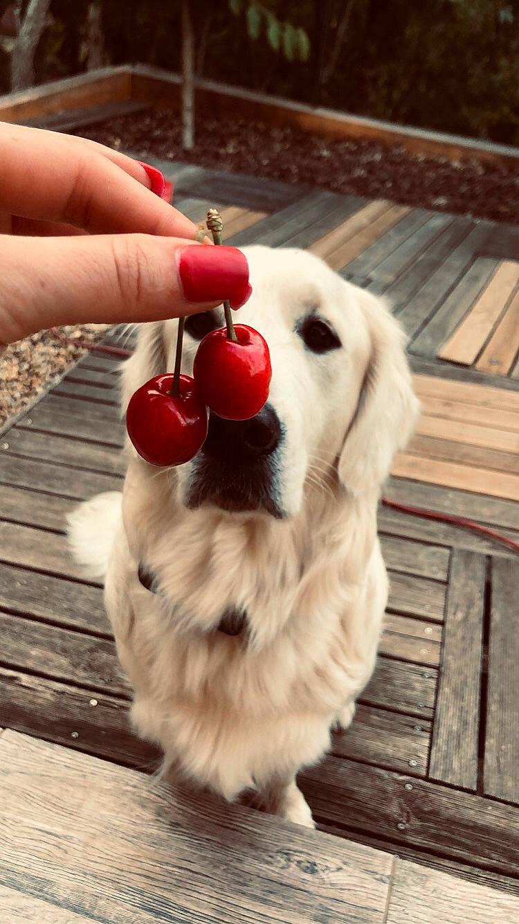 Olympe a rejoint le concours — aidez-le/la à gagner de superbes lots ! berry, carnivore, companion_dog, dog, dog_breed, dog_supply, fawn, flooring, food, fruit, fur, happy, nail, natural_foods, paw, pet_supply, plant, produce, whiskers, wood