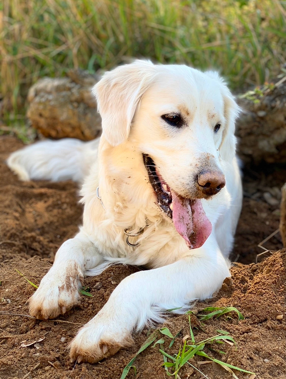 Olympe a rejoint le concours — aidez-le/la à gagner de superbes lots ! canidae, carnivore, companion_dog, dog, dog_breed, fawn, fur, grass, gun_dog, happy, plant, puppy, snout, soil, sporting_group, tail, terrestrial_animal, tree, whiskers, working_dog