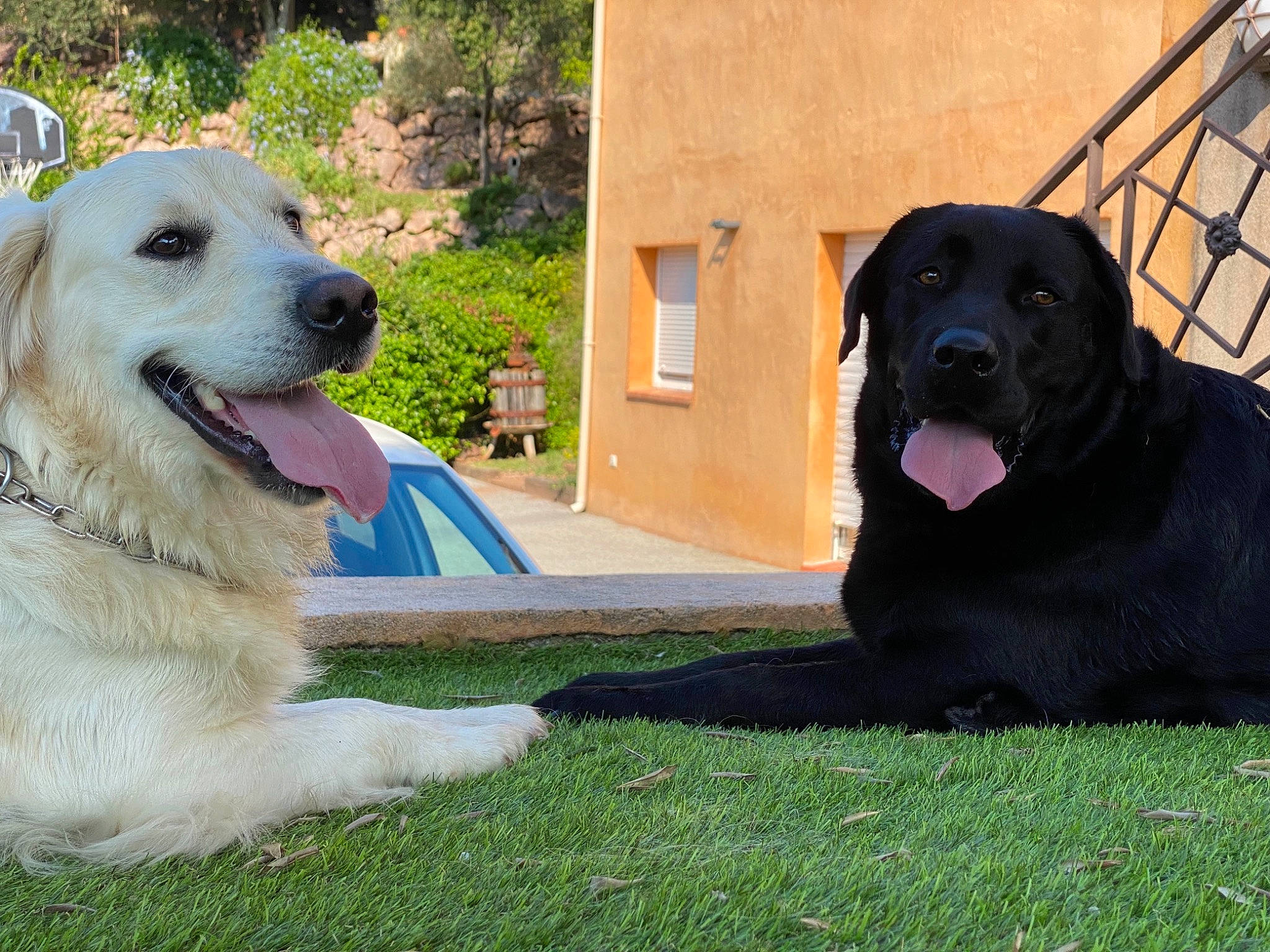 Django a rejoint le concours — aidez-le/la à gagner de superbes lots ! ancient_dog_breeds, borador, canidae, carnivore, companion_dog, dog, dog_breed, dog_collar, dog_supply, fawn, grass, guard_dog, gun_dog, plant, sitting, snout, sporting_group, tail, working_animal, working_dog