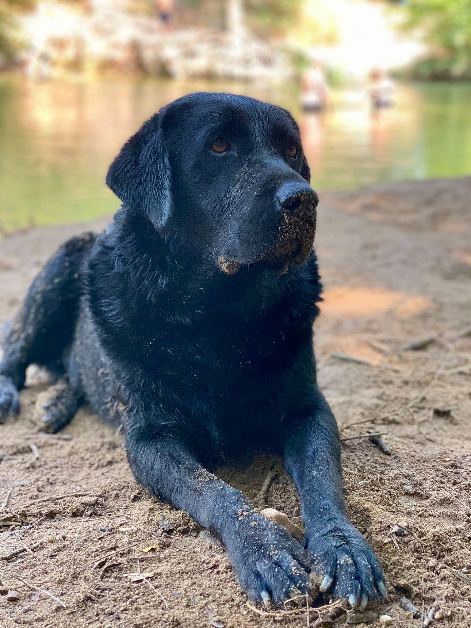 Django participe au concours pour gagner de l'argent avec cette photo : borador, canidae, carnivore, companion_dog, dog, dog_breed, electric_blue, fawn, grass, gun_dog, hunting_dog, lake, snout, soil, sporting_group, tail, terrestrial_animal, tree, water, working_animal