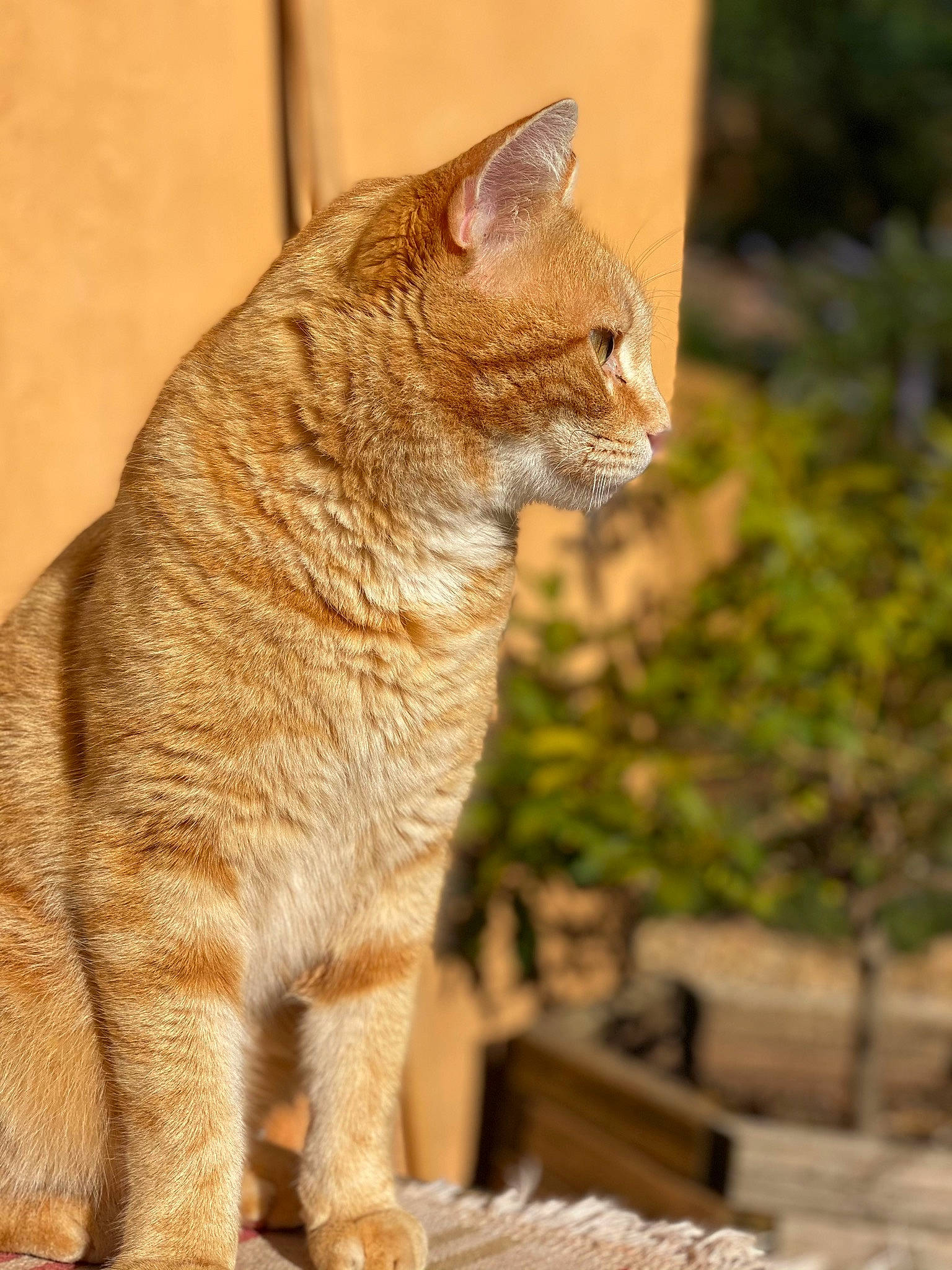 Titeuf participe au concours pour gagner de l'argent avec cette photo : art, carnivore, cat, claw, domestic_short_haired_cat, eye, fawn, felidae, fur, paw, plant, sitting, small_to_medium_sized_cats, snout, tail, terrestrial_animal, tree, trunk, whiskers, wood