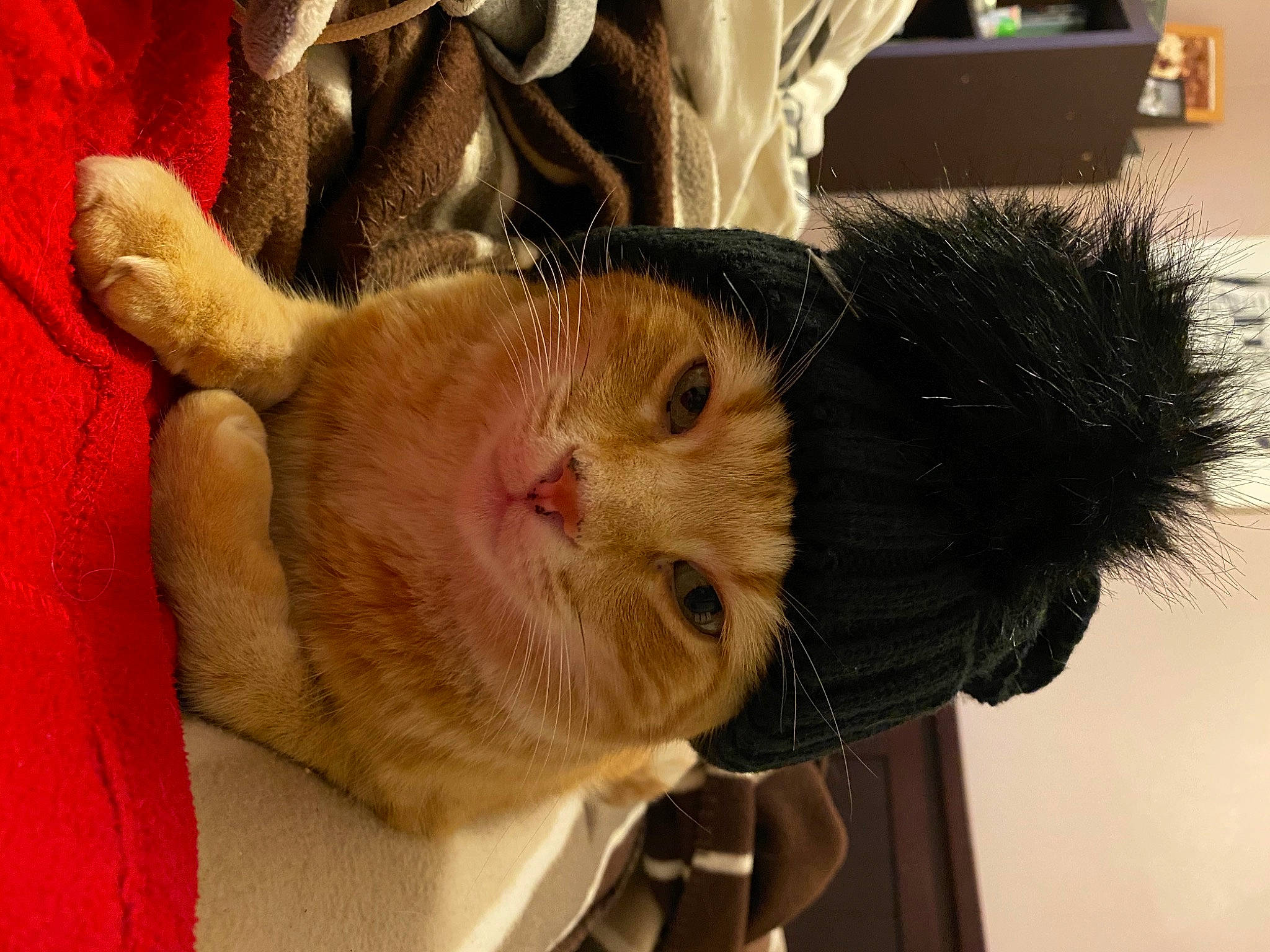 Titeuf a rejoint le concours — aidez-le/la à gagner de superbes lots ! cat, claw, comfort, domestic_short_haired_cat, fawn, felidae, fur, natural_material, rodent, small_to_medium_sized_cats, snout, whiskers