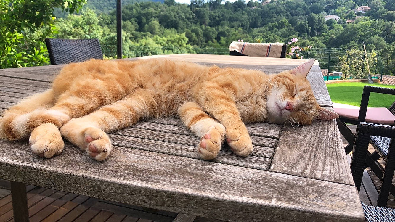 Titeuf participe au concours pour gagner de l'argent avec cette photo : carnivore, cat, claw, comfort, domestic_short_haired_cat, fawn, felidae, fur, grass, leisure, plant, sitting, small_to_medium_sized_cats, snout, table, tail, tree, whiskers, wildlife, wood