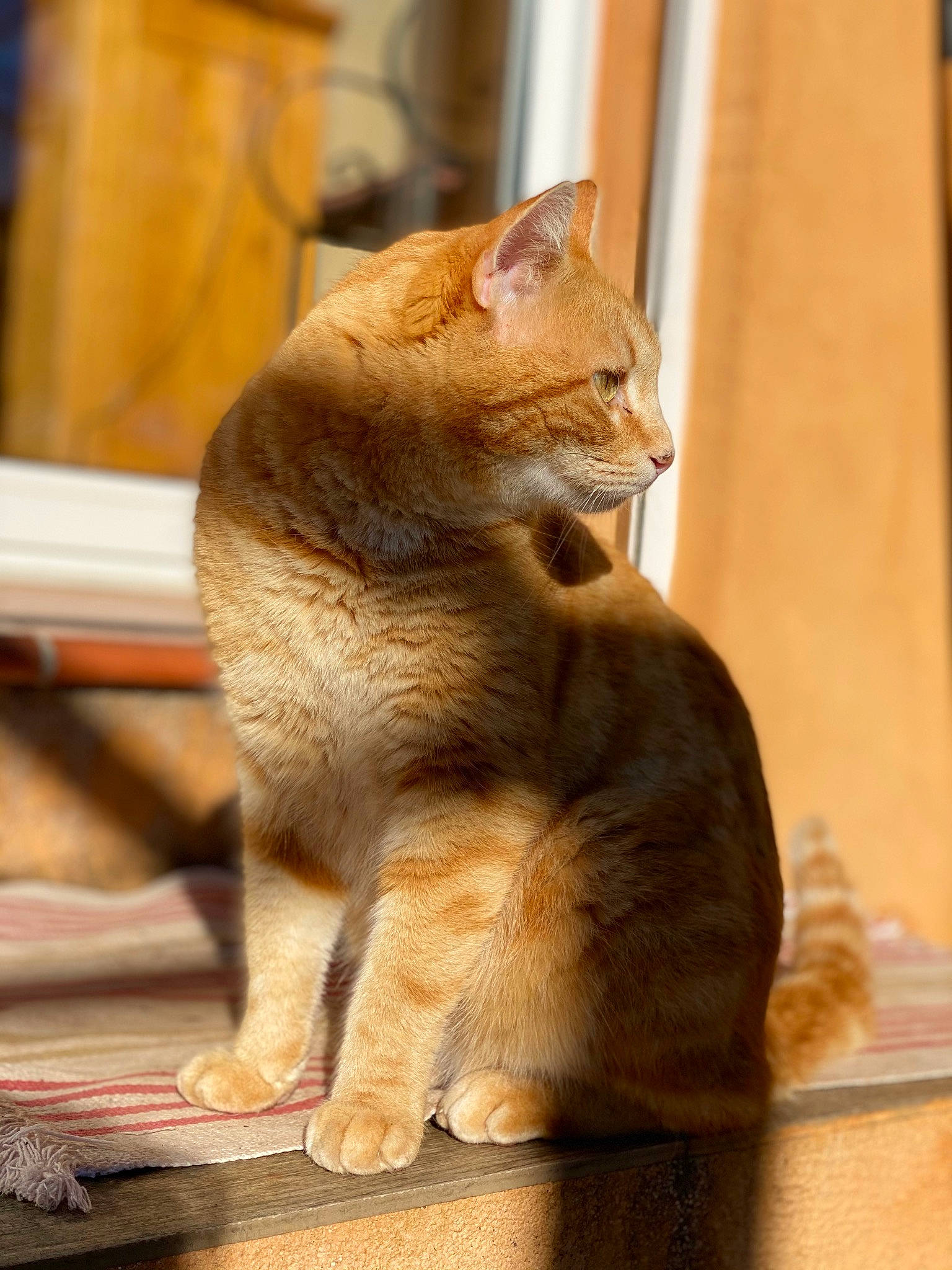 Titeuf participe au concours pour gagner de l'argent avec cette photo : carnivore, cat, claw, domestic_short_haired_cat, fawn, felidae, flooring, fur, paw, sitting, small_to_medium_sized_cats, snout, tail, terrestrial_animal, whiskers, wildlife, window, wood
