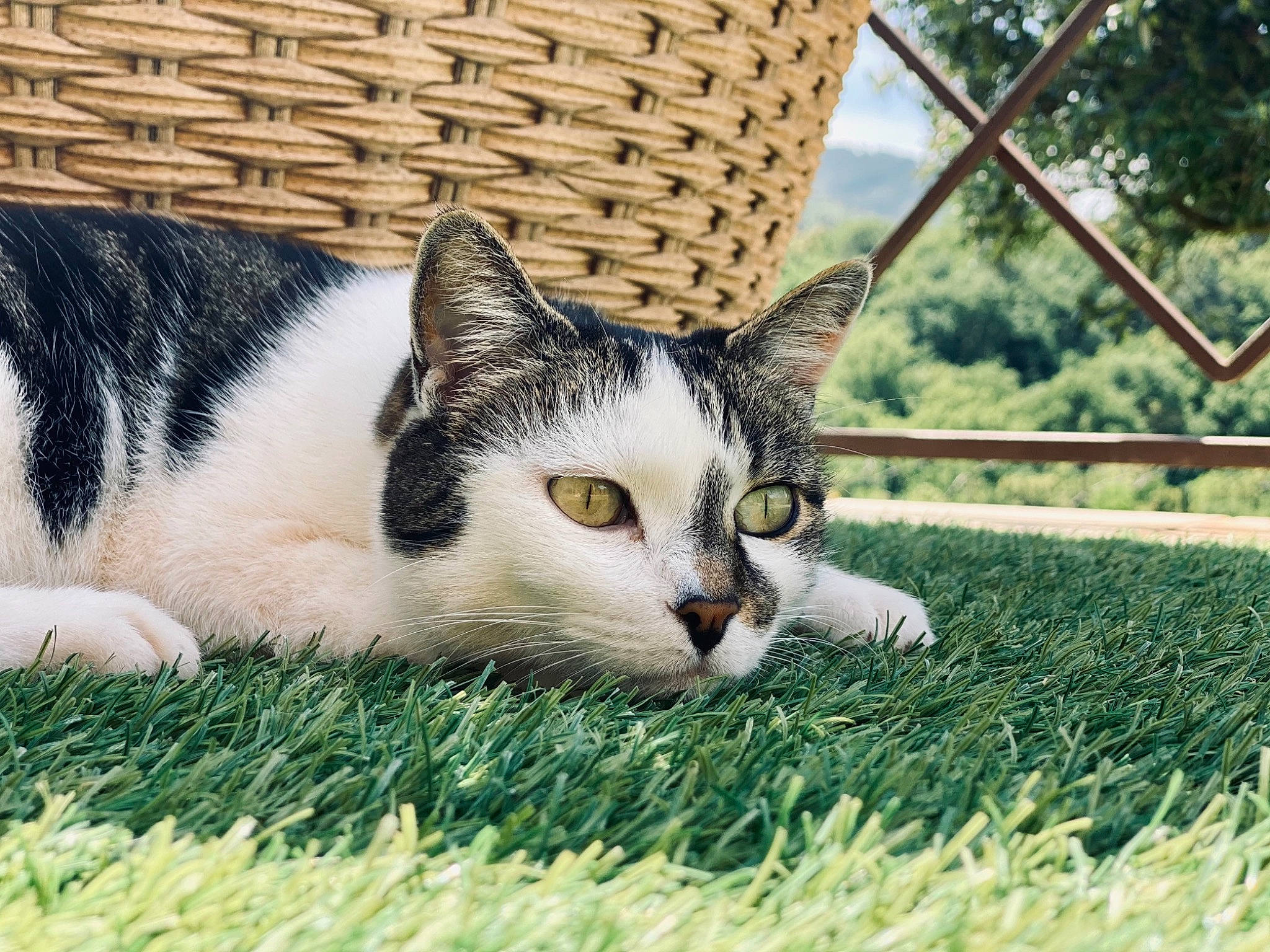 Lilou participe au concours pour gagner de l'argent avec cette photo : basket, carnivore, cat, comfort, domestic_short_haired_cat, felidae, fence, fur, grass, mesh, paw, plant, small_to_medium_sized_cats, snout, tail, terrestrial_animal, tree, whiskers, wildlife