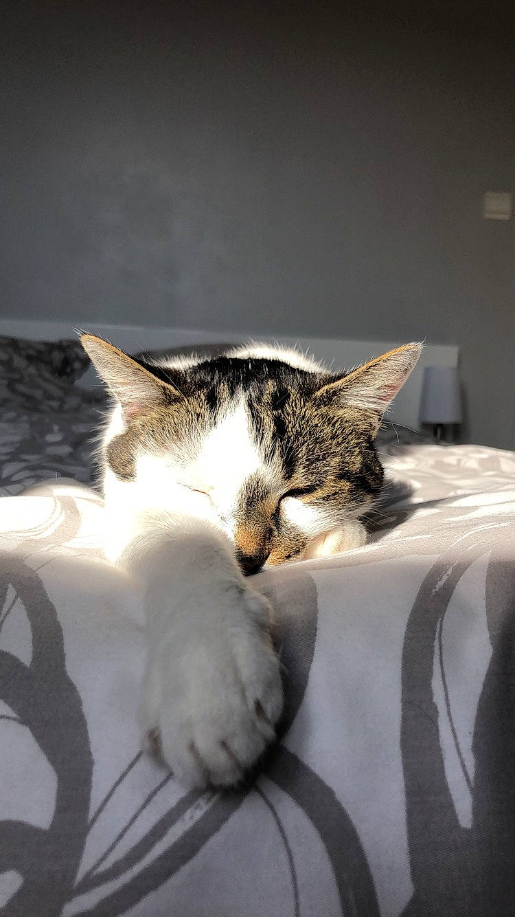 Lilou a rejoint le concours — aidez-le/la à gagner de superbes lots ! bed, bed_sheet, bedding, carnivore, cat, comfort, domestic_short_haired_cat, felidae, fur, grey, linens, monochrome_photography, nap, paw, room, small_to_medium_sized_cats, snout, tail, tree, whiskers