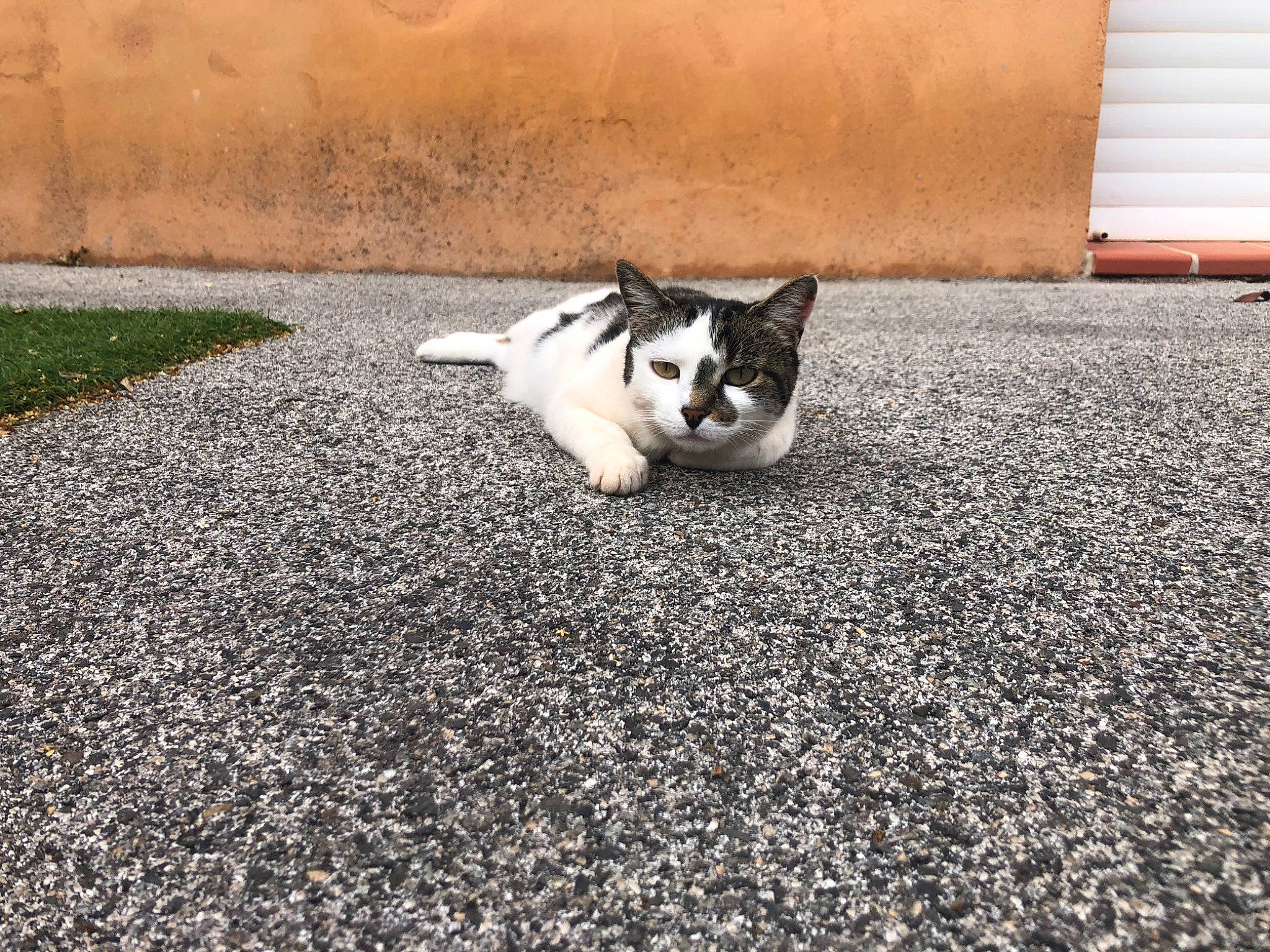 Lilou participe au concours pour gagner de l'argent avec cette photo : asphalt, automotive_tire, carnivore, cat, companion_dog, dog_breed, felidae, flooring, grass, line, plant, road, road_surface, sidewalk, small_to_medium_sized_cats, snout, soil, tail, tar, whiskers