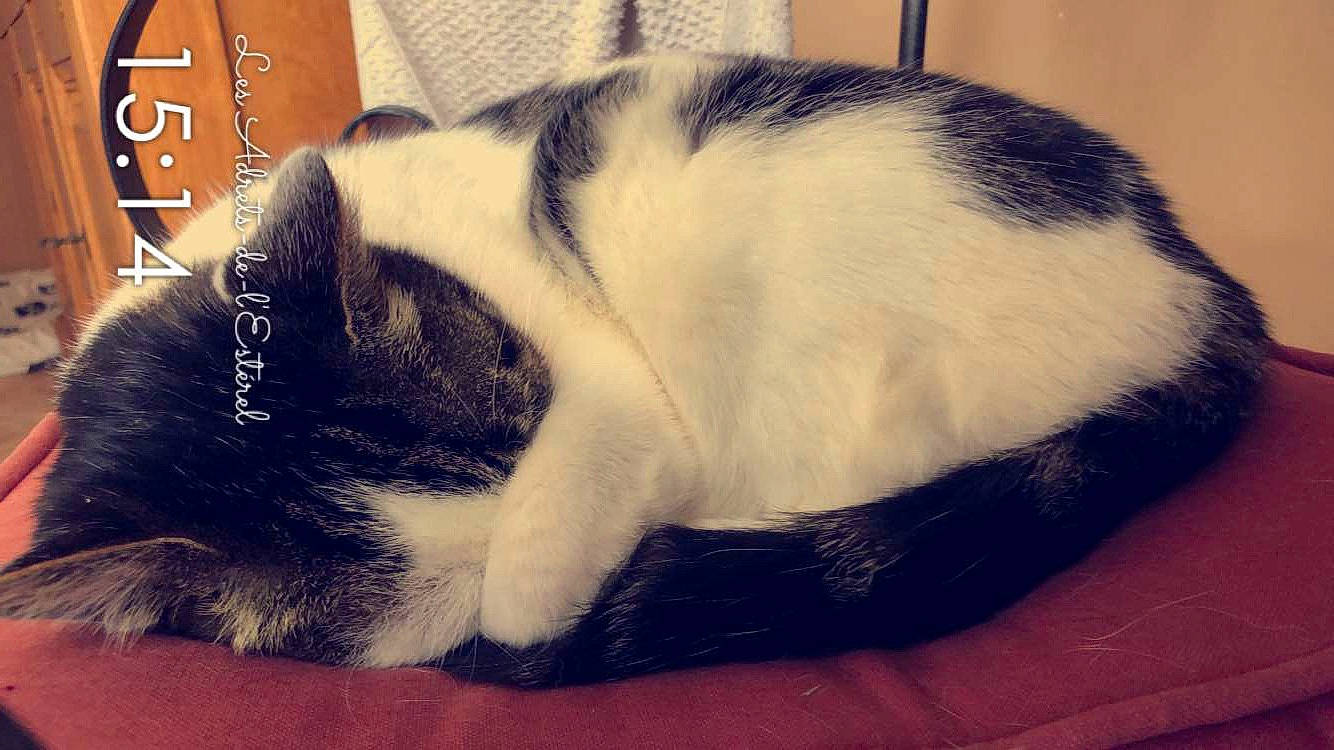 Lilou participe au concours pour gagner de l'argent avec cette photo : carnivore, cat, comfort, domestic_short_haired_cat, felidae, flooring, fur, nap, paw, photo_caption, sky, sleep, small_to_medium_sized_cats, snout, square, tail, terrestrial_animal, whiskers