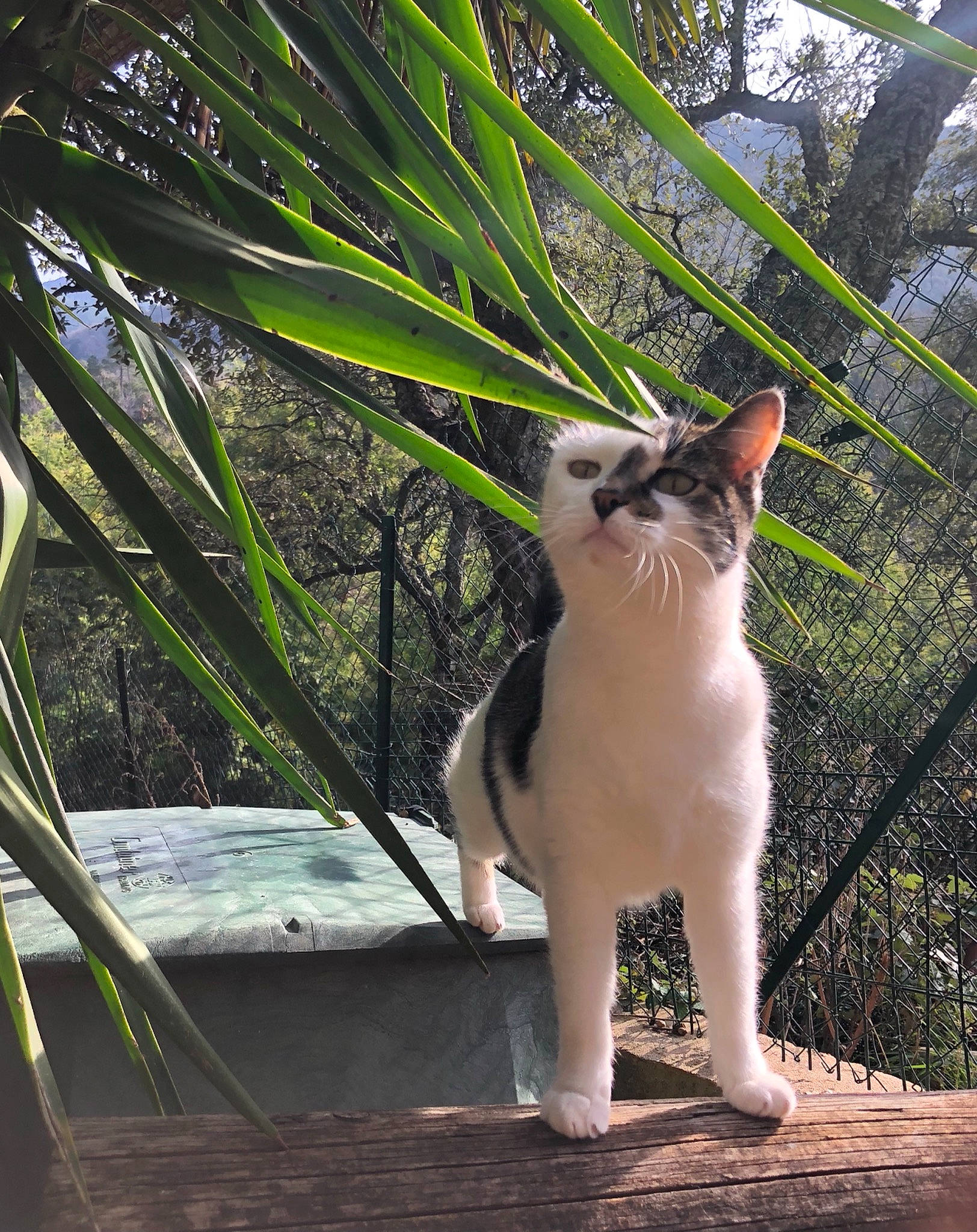 Lilou a rejoint le concours — aidez-le/la à gagner de superbes lots ! carnivore, cat, domestic_short_haired_cat, fawn, felidae, fur, grass, leaf, plant, small_to_medium_sized_cats, snout, sunlight, tail, terrestrial_animal, terrestrial_plant, tree, twig, whiskers, wildlife, wood