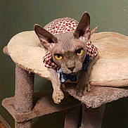 Hatori joined the competition — help win amazing prizes! sphynx_cat, cat, pet, feline, cat_tree, indoor, yellow_eyes, hairless_cat, clothing, red_and_white, checkered, furniture, animal, looking, resting, paws, ears, intense_gaze, domestic_cat, cozy