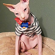 Ramses is registered to the contest to win money with this photo: sphynx_cat, hairless_cat, cat, pet, striped_shirt, bow_tie, bed, fluffy_bed, indoor, green_wall, curious, wrinkled_skin, large_ears, animal, feline, cute, domestic_cat, looking, sitting, close_up