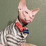 Ramses is registered to the contest to win money with this photo: sphynx_cat, cat, pet, hairless_cat, striped_shirt, red_bow_tie, collar, pet_bed, beige_bed, green_wall, indoor, animal, feline, looking_away, wrinkled_skin, pink_skin, cute, posing, domestic_cat, stylish