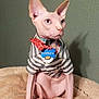 Ramses is registered to the contest to win money with this photo: sphynx_cat, cat, hairless_cat, striped_shirt, red_bandana, pet_tag, pet_bed, indoor, feline, animal, looking_away, pink_skin, ears, whiskers, pet_accessory, collar, domestic_cat, resting, furless, cute
