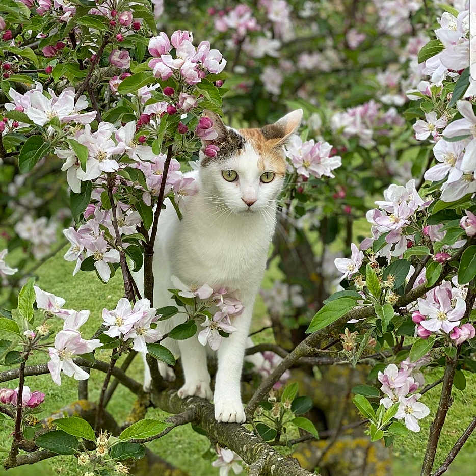 Zoé a rejoint le concours — aidez-le/la à gagner de superbes lots ! animal, balancing, blossoms, branch, calico_cat, cat, closeup, curious, feline, flora, flowers, garden, green_leaves, nature, outdoor, pet, pink_flowers, spring, tree, white_flowers