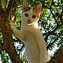 cat, tree, branch, green_leaves, outdoor, animal, pet, fur, whiskers, nature, sunlight, curious, climbing, young_cat, mammal, close_up, portrait, daylight, wildlife, alert