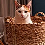 Zoé participe au concours pour gagner de l'argent avec cette photo : cat, calico_cat, basket, woven_basket, indoor, curious, pet, animal, feline, ears, face, whiskers, table, curtains, home, cozy, sitting, closeup, domestic_animal, soft_light