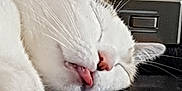 Zoé participe au concours pour gagner de l'argent avec cette photo : cat, sleeping, tongue_out, close_up, white_fur, pink_nose, whiskers, ear, relaxation, pet, animal, indoor, leather_surface, resting, cute, peaceful, mammal, feline, face, domestic_cat