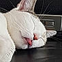 cat, sleeping, tongue_out, close_up, white_fur, pink_nose, whiskers, ear, relaxation, pet, animal, indoor, leather_surface, resting, cute, peaceful, mammal, feline, face, domestic_cat