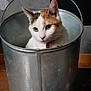 Zoé participe au concours pour gagner de l'argent avec cette photo : cat, calico_cat, bucket, metal_bucket, indoor, wooden_floor, wall_pattern, pet, animal, curious, sitting, domestic_cat, feline, ears, whiskers, collar, looking_away, close_up, household, quiet