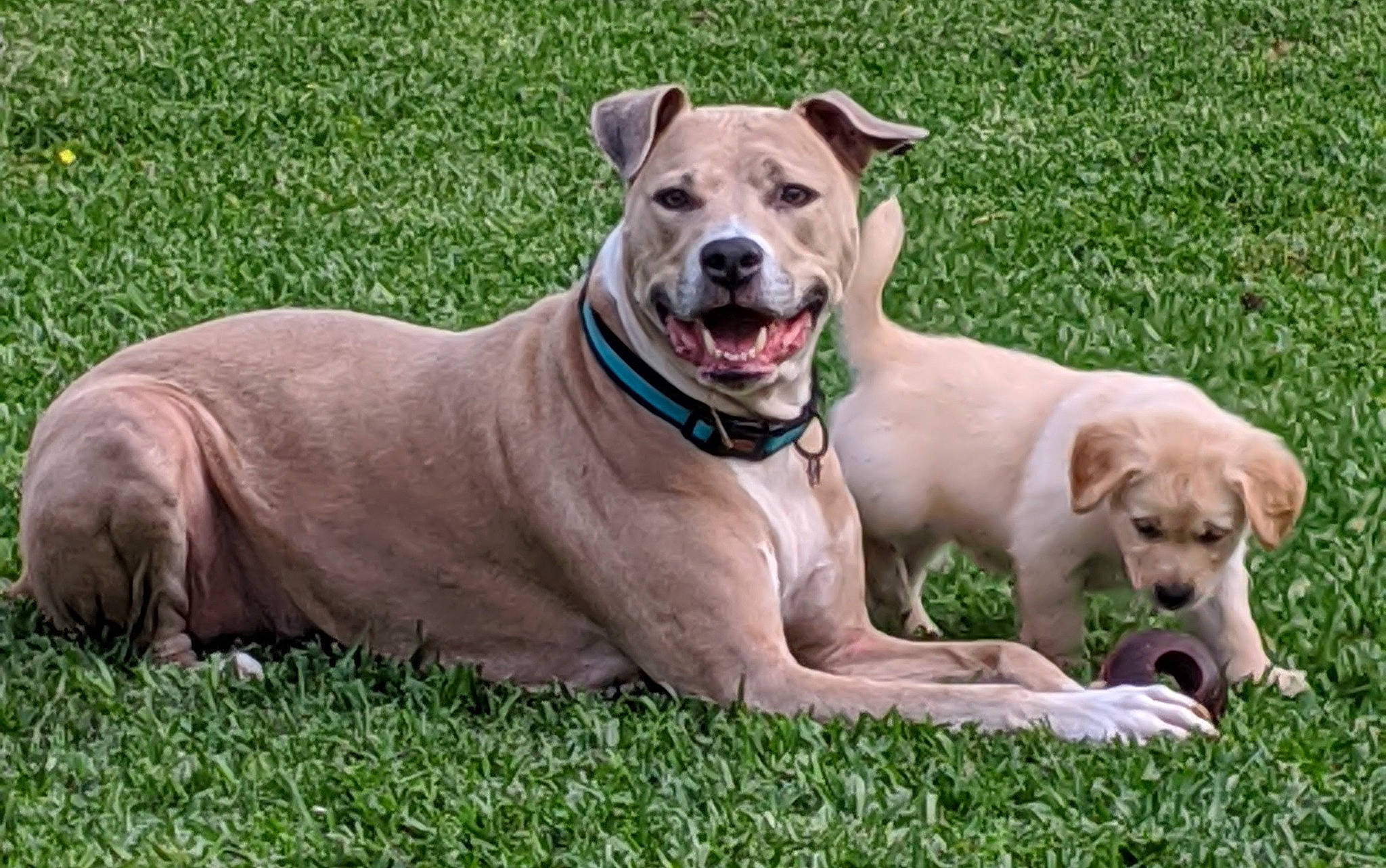 Buster joined the competition — help win amazing prizes! canidae, carnivore, collar, companion_dog, dog, dog_breed, dog_collar, dog_supply, fawn, grass, grassland, leash, pet_supply, plant, snout, sporting_group, terrestrial_animal, working_animal, working_dog, wrinkle