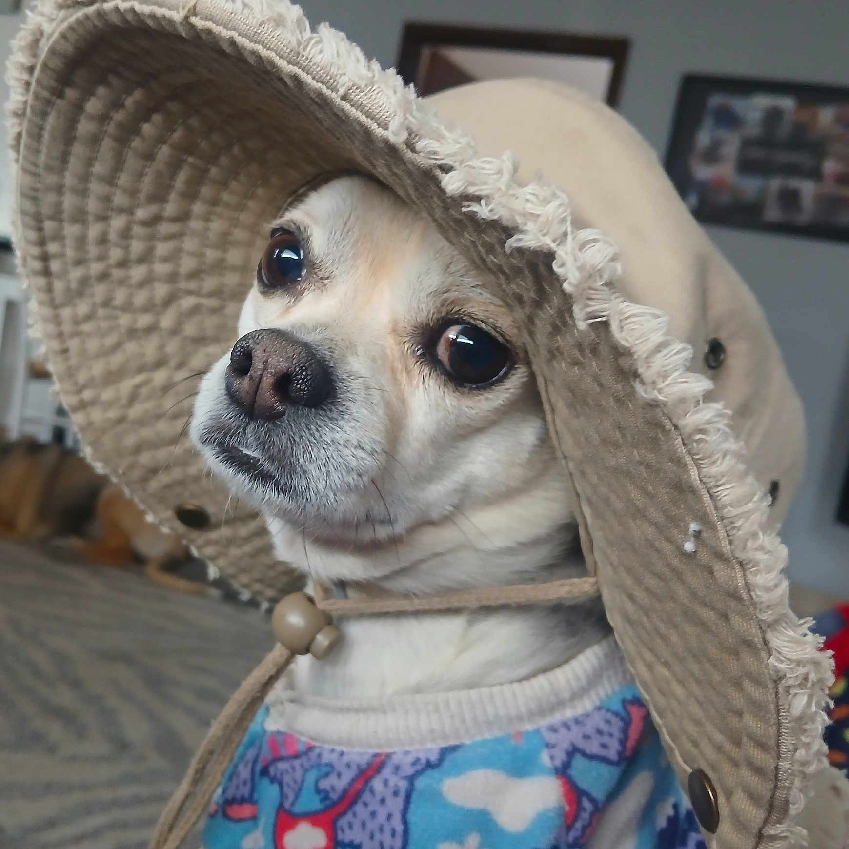 Butter Beans joined the competition — help win amazing prizes! accessory, animal, canine, closeup, clothing, colorful, companion, cute, dog, domestic, expression, face, fashion, funny, hat, indoors, pet, portrait, sweater, wearing