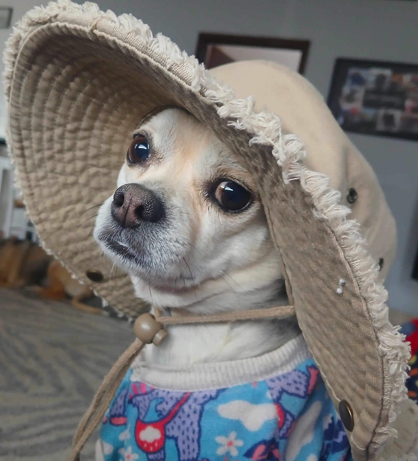 Butter Beans joined the competition — help win amazing prizes! dog, pet, hat, clothing, portrait, indoors, cute, animal, canine, fashion, closeup, face, expression, colorful, sweater, accessory, domestic, companion, funny, wearing