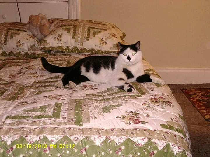 Patches joined the competition — help win amazing prizes! bedding, carnivore, cat, cat_bed, domestic_short_haired_cat, european_shorthair, felidae, furniture, kitten, linens, plant, quilt, room, small_to_medium_sized_cats, tail, textile, whiskers