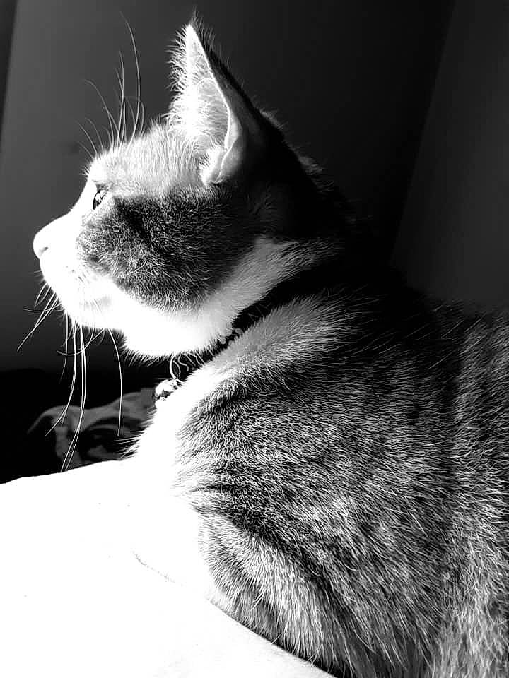 Crookshanks joined the competition — help win amazing prizes! asian, black, black_and_white, carnivore, cat, domestic_short_haired_cat, ear, eye, felidae, fur, monochrome, monochrome_photography, nose, photography, small_to_medium_sized_cats, snout, stock_photography, tail, whiskers, white