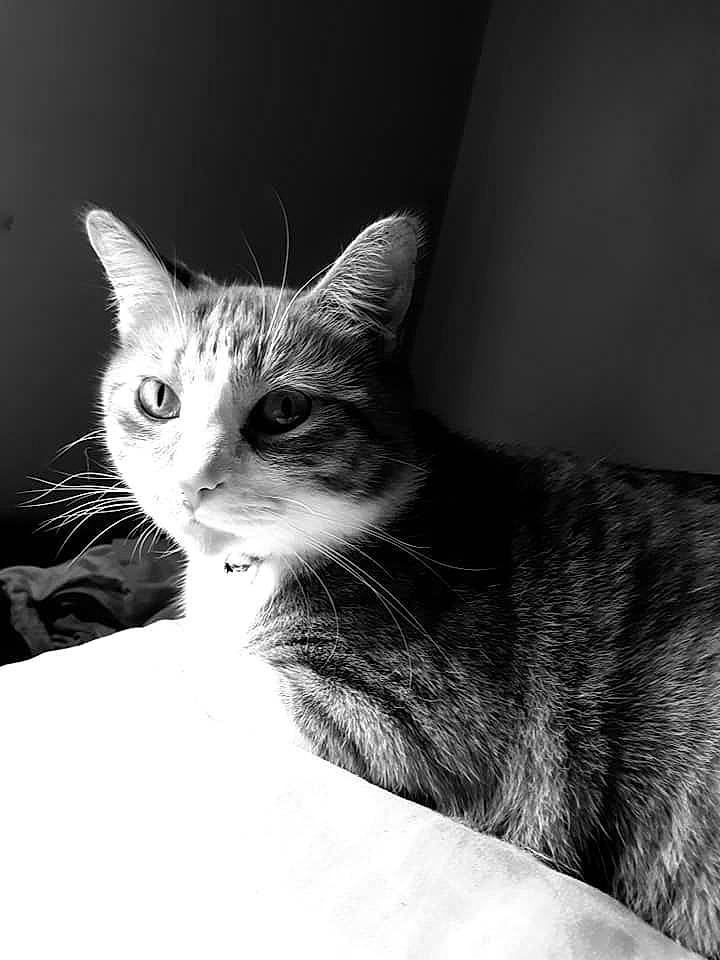 Crookshanks is registered to the contest to win money with this photo: asian, black, black_and_white, carnivore, cat, domestic_short_haired_cat, ear, european_shorthair, eye, felidae, fur, kitten, monochrome, monochrome_photography, photography, small_to_medium_sized_cats, snout, tabby_cat, whiskers, white