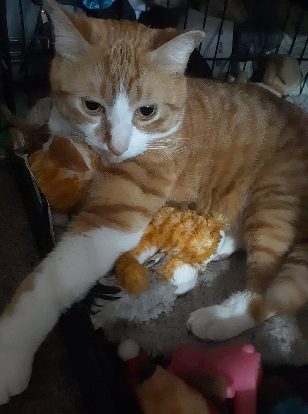 Crookshanks is registered to the contest to win money with this photo: aegean_cat, american_wirehair, arabian_mau, asian, carnivore, cat, domestic_short_haired_cat, european_shorthair, fawn, felidae, german_rex, norwegian_forest_cat, ojos_azules, polydactyl_cat, small_to_medium_sized_cats, tabby_cat, tail, whiskers