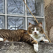 Loca participe au concours pour gagner de l'argent avec cette photo : animal, branch, cat, closeup, curious, feline, fur, glass_window, green_eyes, nature, outdoor, pet, portrait, relaxed, resting, stone_ledge, tabby, texture, whiskers, white_paws