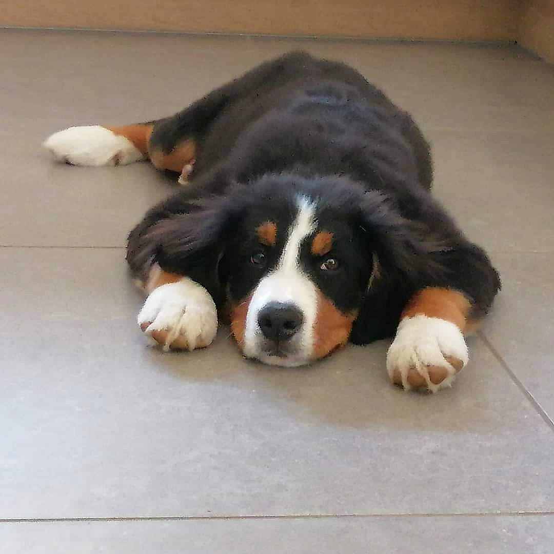 Romy a rejoint le concours — aidez-le/la à gagner de superbes lots ! ball, bored, carnivore, companion_dog, dog, dog_breed, flooring, fur, paw, scent_hound, sporting_group, terrestrial_animal, working_animal, working_dog