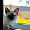 cat, blue_eyes, window, curtain, sitting, indoor, feline, pet, animal, fur, whiskers, ears, resting, light, shadow, close_up, portrait, domestic, soft, calm