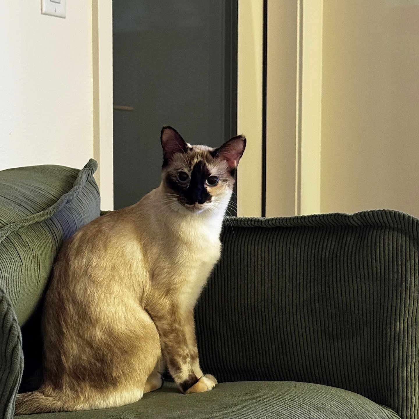 Nova