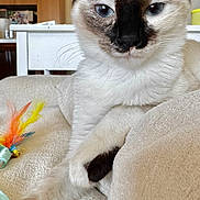 Nova joined the competition — help win amazing prizes! cat, siamese_cat, pet, feline, indoor, couch, feather_toy, paw, fur, blue_eyes, relaxed, animal, whiskers, closeup, home, cute, resting, looking, mammal, domestic