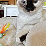 cat, siamese_cat, pet, feline, indoor, couch, feather_toy, paw, fur, blue_eyes, relaxed, animal, whiskers, closeup, home, cute, resting, looking, mammal, domestic