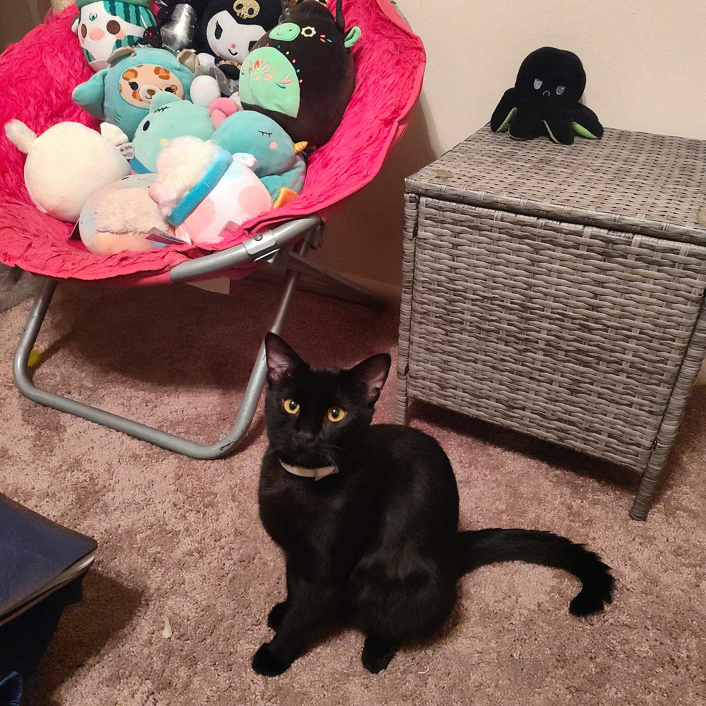 Khaos joined the competition — help win amazing prizes! animal, basket, bed, blackcat, box, cat, chair, couch, cream, cushion, dessert, food, furniture, homedecor, linen, manx, pet, plush, sphere, toy
