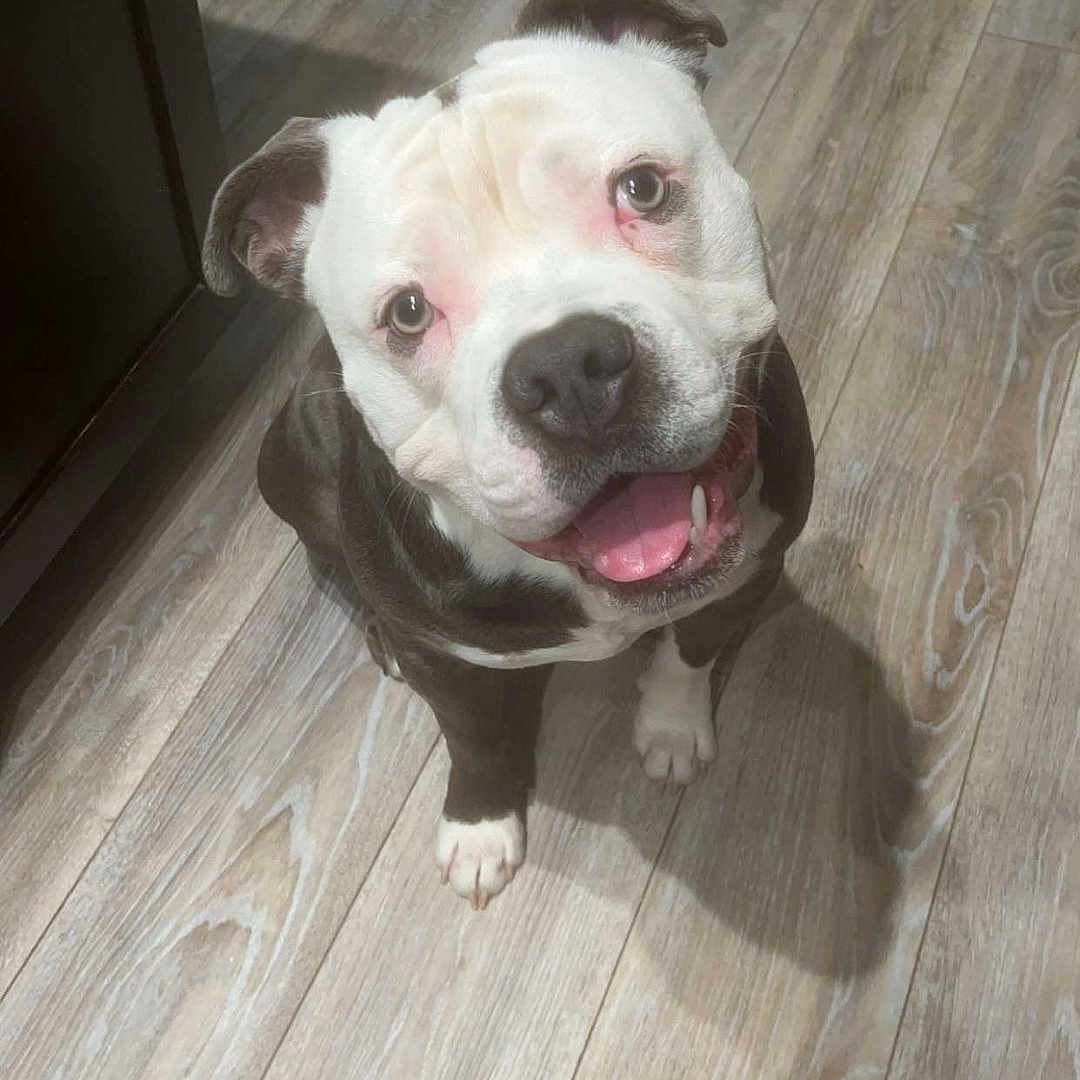 Rocco is registered to the contest to win money with this photo: animal, bostonbull, boxer, bulldog, canine, dog, face, frenchbulldog, hardwood, head, indoors, interiordesign, person, pet, photography, pitbull, portrait, puppy, whitedog, wood