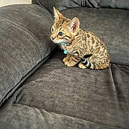 Prada is registered to the contest to win money with this photo: kitten, cat, pet, feline, spotted, collar, blue_collar, bell, couch, sofa, gray_furniture, indoor, small, cute, animal, domestic, whiskers, ears, tail, curious