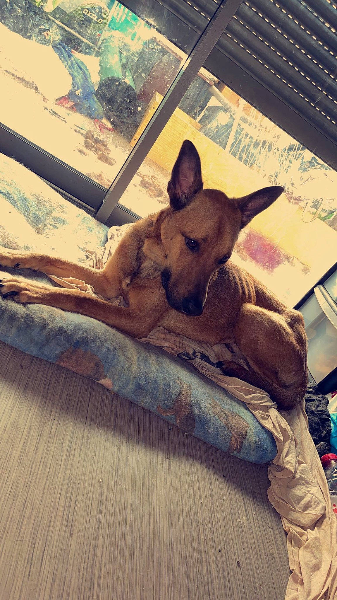 Tawa participe au concours pour gagner de l'argent avec cette photo : carnivore, comfort, companion_dog, dog, dog_breed, fawn, felidae, flooring, fur, hardwood, linens, mammal, small_to_medium_sized_cats, snout, tail, tints_and_shades, toy_dog, vertebrate, whiskers, wood